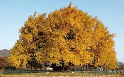 Fun Facts! “800-Year-Old” Gingko Tree
