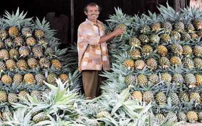 Rahul wonders why Meghalaya pineapples aren’t exported