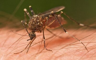 TN health dept warns of more dengue, influenza cases