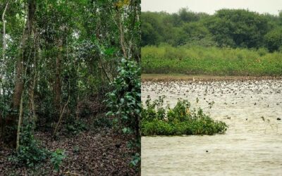 TN gets two more Ramsar wetland sites
