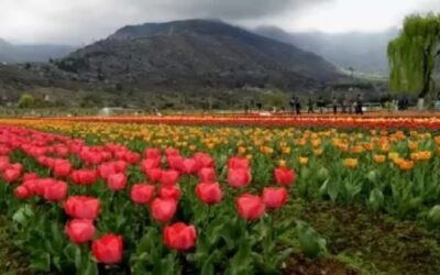 Asia’s largest ‘Tulip Garden’ to open from Mar 23