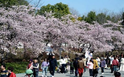 Blossom Tourism booms in China