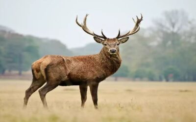 Kashmir stag on brink of extinction despite conservation efforts