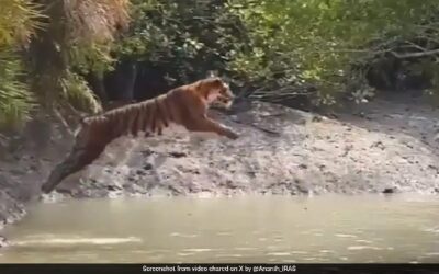 Fun Facts!! Tiger’s majestic leap to cross river wows internet