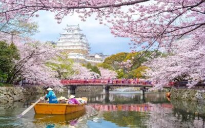 Tokyo gets adorned with cherry blossoms