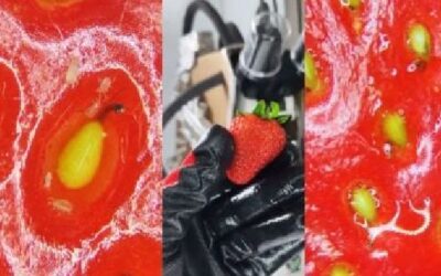 Stun Facts!! Strawberry under microscope shocks internet